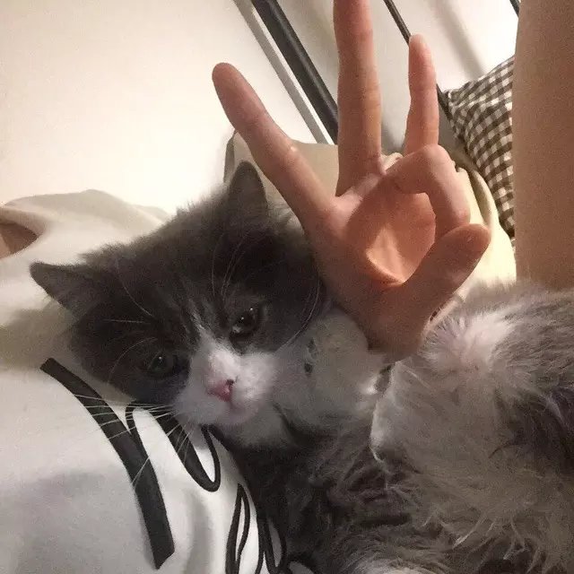 容露澜紫